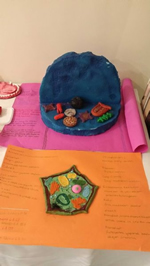 Diş ve Hücre Modelleri Sergisi